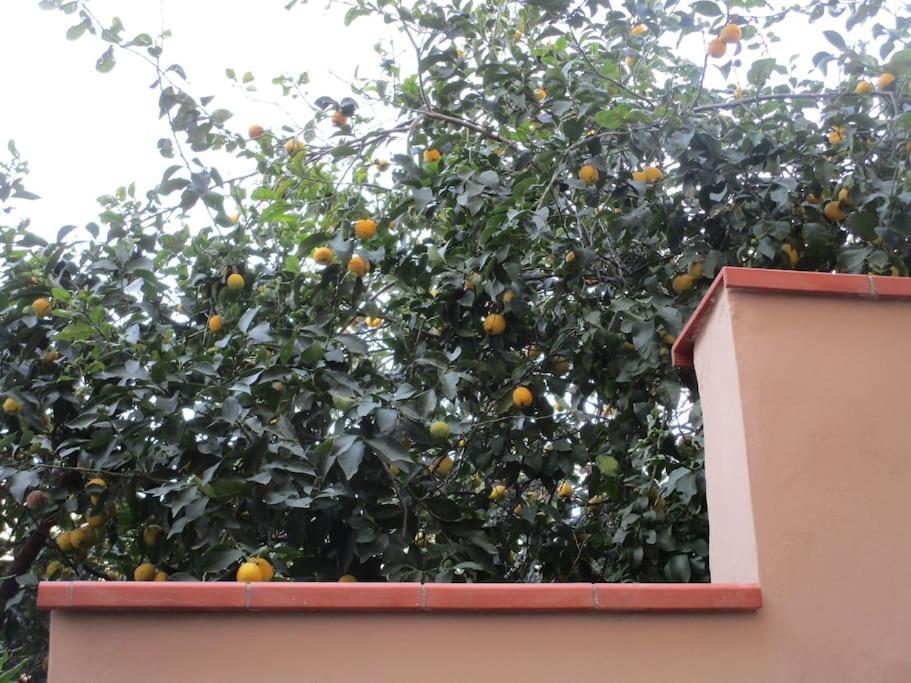 Il Piccolo Eden - Private Garden Apartment Ливорно Екстериор снимка